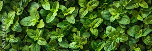 Wallpaper Mural Marjoram texture background, fresh green oregano pattern, Origanum majorana banner, marjoram Torontodigital.ca