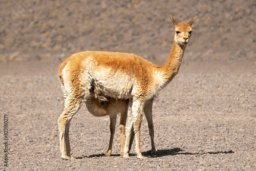 Animals of Bolivia. A vicuña feeds her baby
