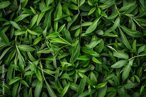 Tarragon texture background  estragon leaf banner  Artemisia dracunculus pattern  fresh herbal leaves