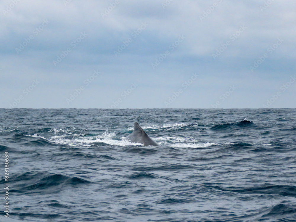 Fototapeta premium humpback whale jumping out of the water