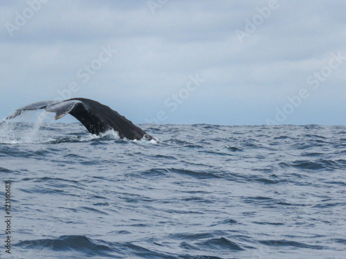 humpback whale in the sea