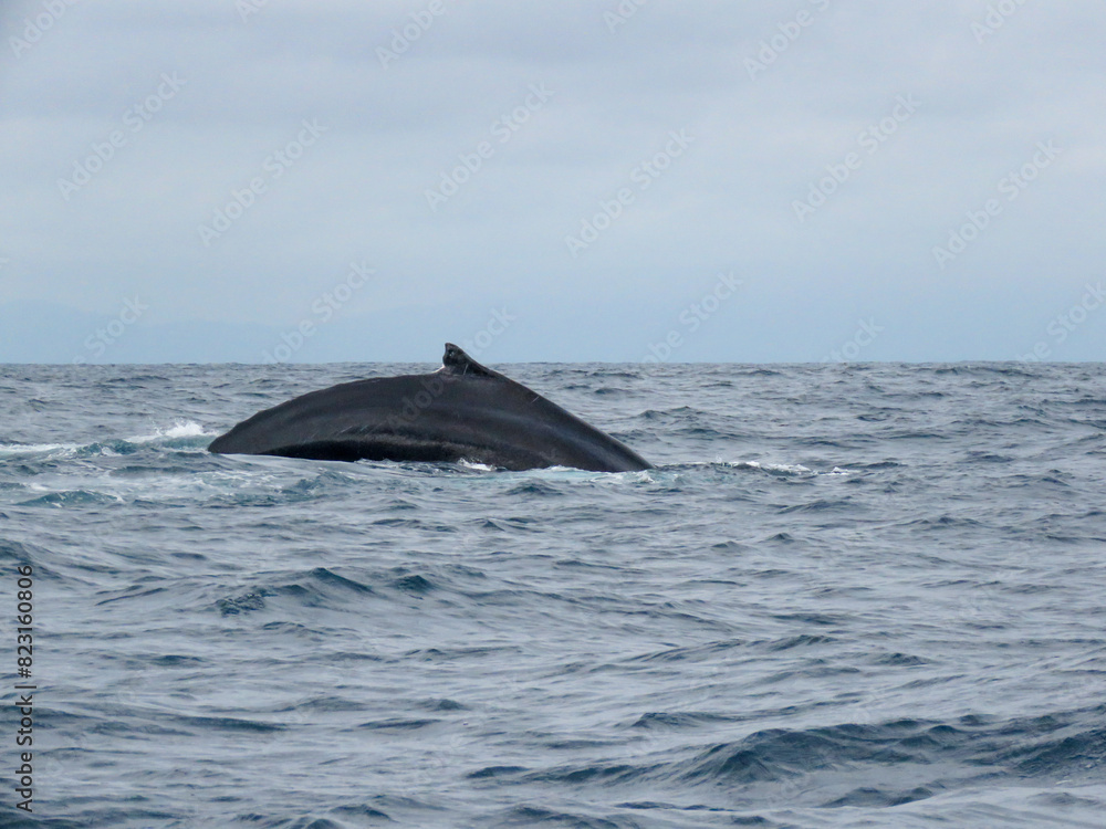 humpback tail humpback tail