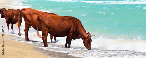 Brown cows drinking salty sea water on a sunny day. Horizontal banner