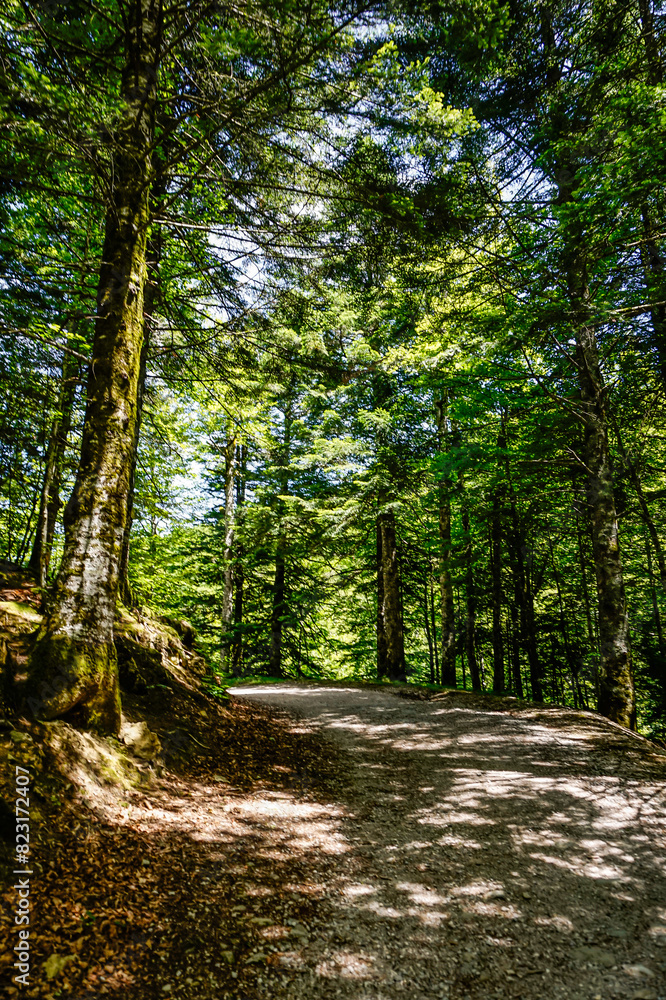Path in the middle of a forest in northern Spain Path in the middle of a forest in northern Spain