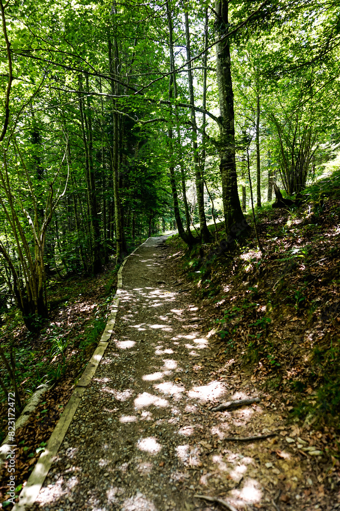 Obraz premium Path in the middle of a forest in northern Spain