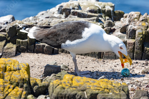 Great Black-backed gull, Scientific name, Larus marinus, steals and eats a Guillemot egg with yellow yoke in his beak.  Northumberland Coast, UK.  Horizontal.  Space for copy.