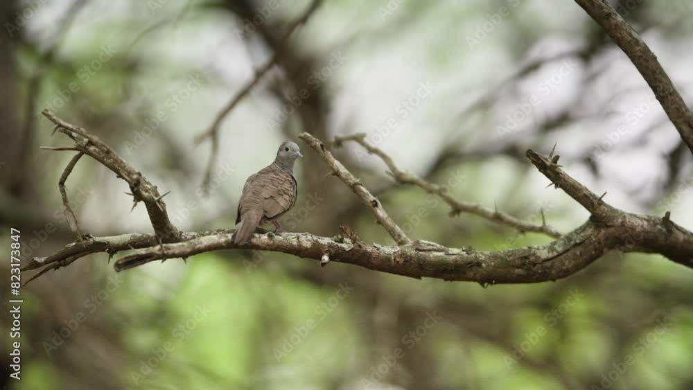 Zebra dove perched on dry mesquite tree branch with small thorn spikes