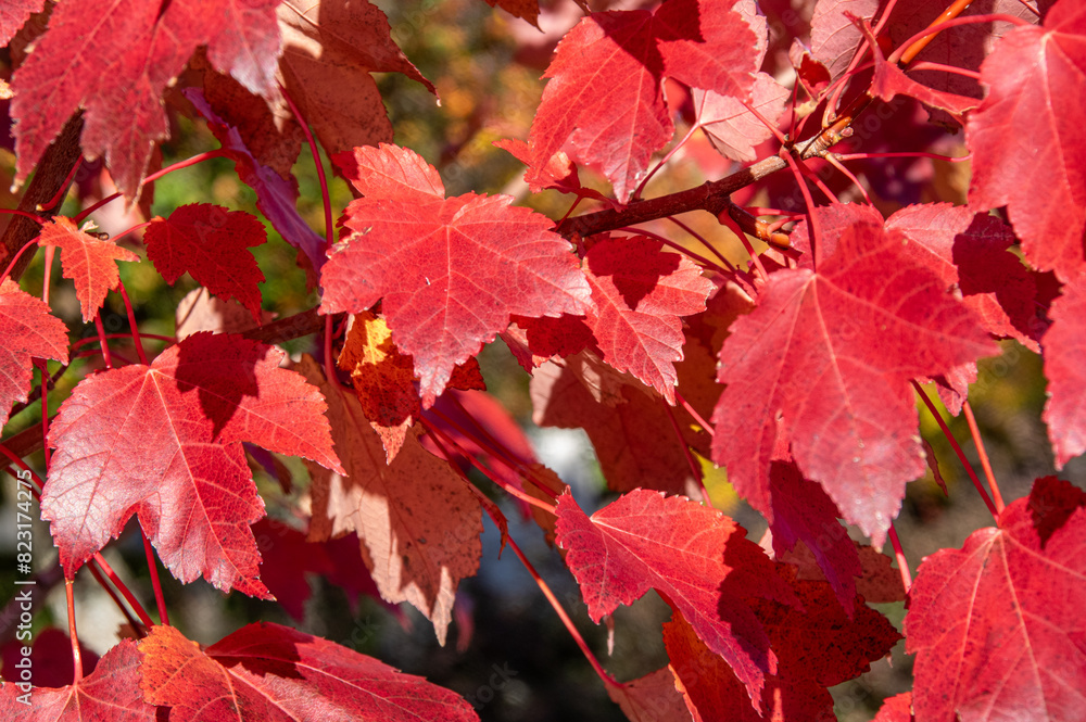 Autumn leaves ready to fall Autumn leaves ready to fall