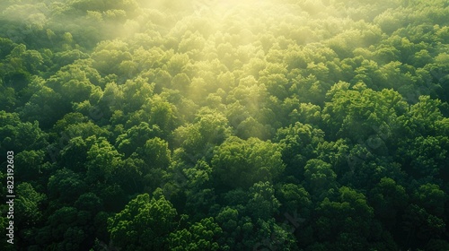 Top-down view of a vast, lush forest with patches of sunlight breaking through the canopy, creating a beautiful pattern.