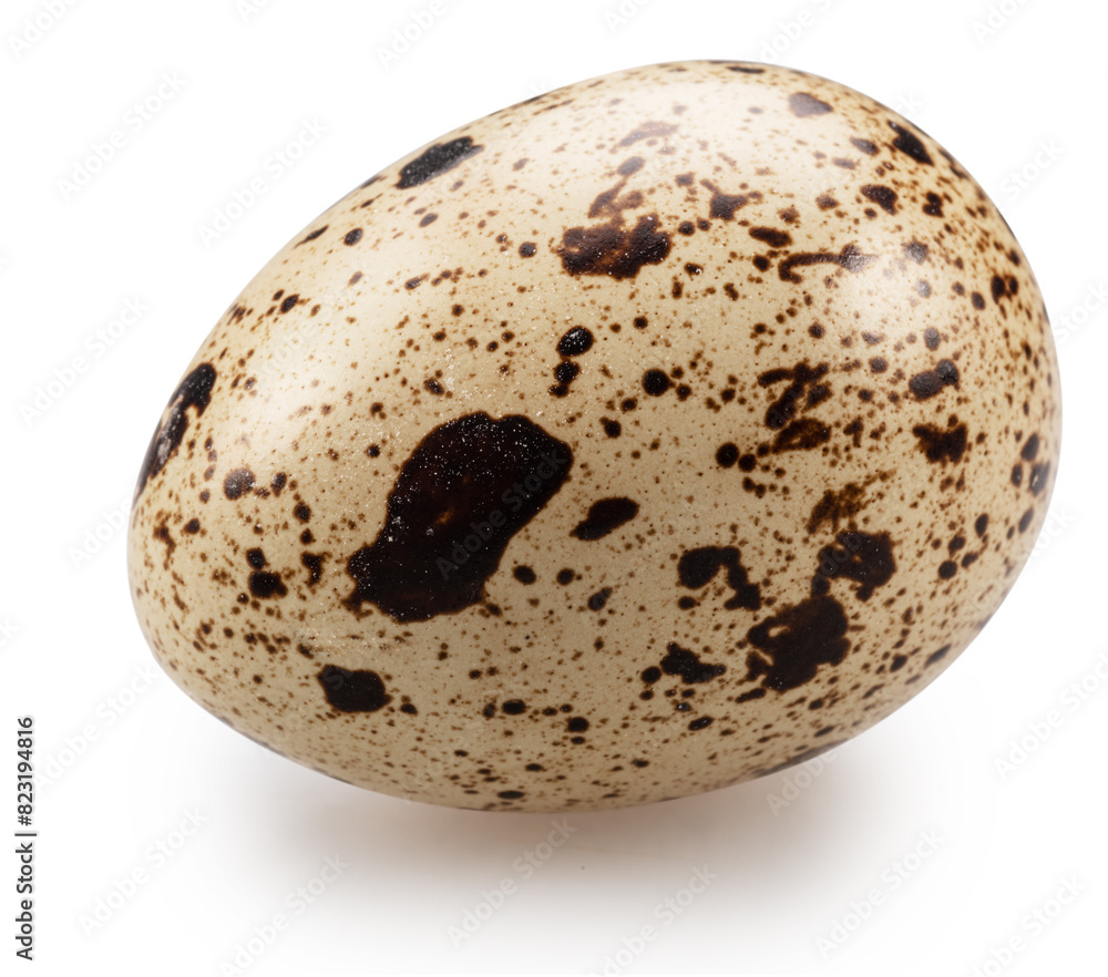Quail egg close up. File contains clipping path. Quail egg close up. File contains clipping path.
