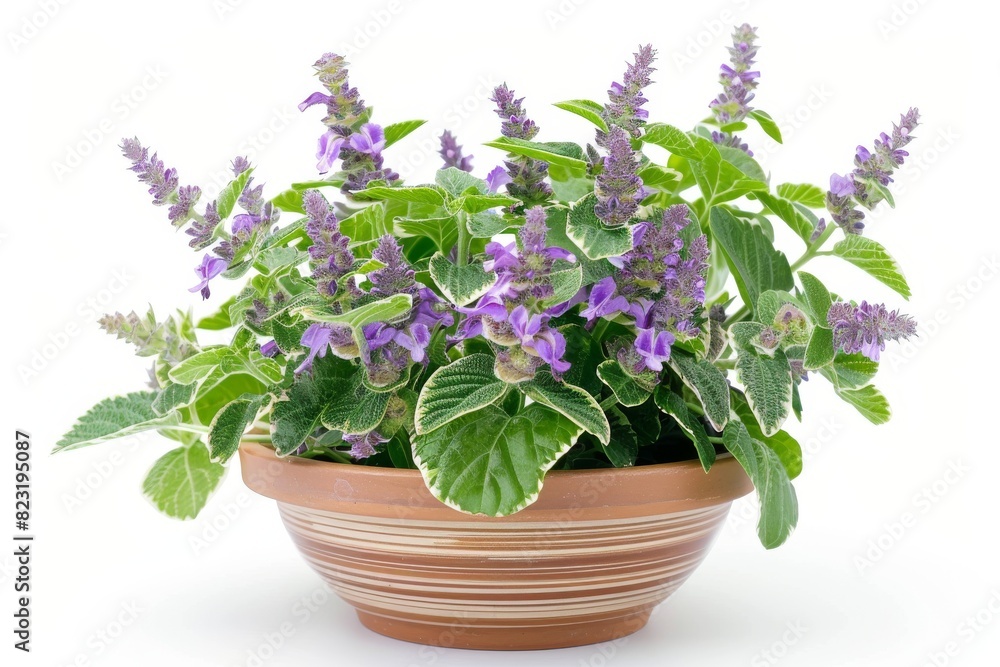 Plectranthus (spur-flower) in Flowerpot Closeup, Plectranthus Macro House Plant in Flowerpot Plectranthus (spur-flower) in Flowerpot Closeup, Plectranthus Macro House Plant in Flowerpot
