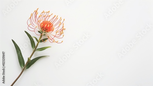 Firework Pincushion flower against a white background, AI-generated.