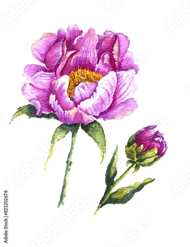 pink watercolor peonies with half-opened and unfolded buds on white background