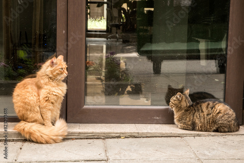 Adorable street cats waiting for food at office building front door