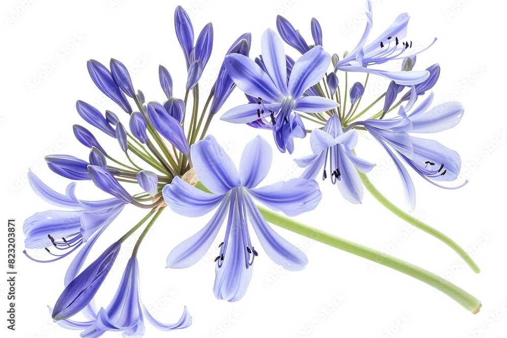 Agapanthus flower isolated on white background Agapanthus flower isolated on white background