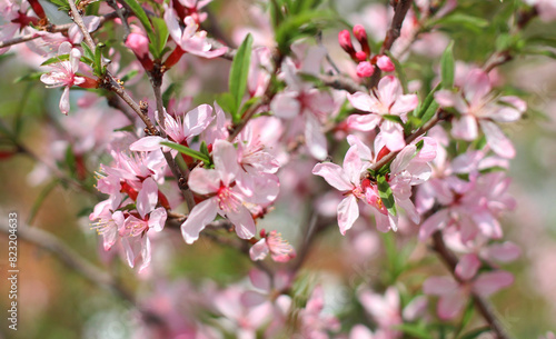 Pink flowering branch of shrub in spring close-up