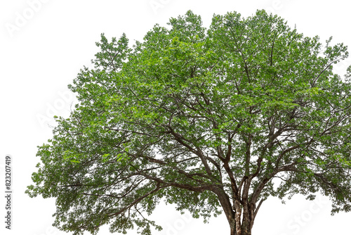 Tree with trunk and green leaves isolated on a white background. Green wide tree cut out. Tree isolated from the background. PNG format.