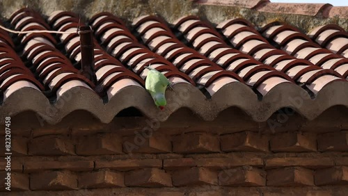 Monk Parakeet (Myiopsitta Monachus) on Roof in Spain. Green Parrot is an Exotic Bird. photo