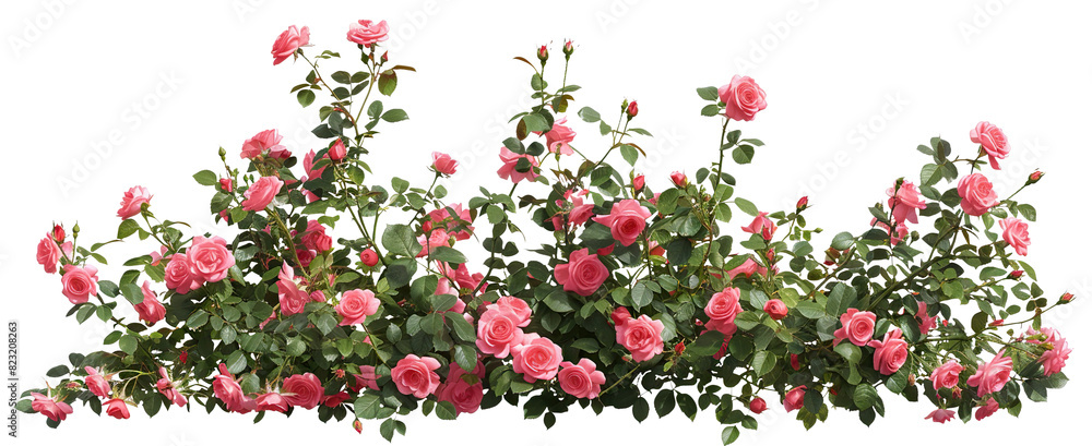 Fototapeta premium Beautiful pink roses with lush green leaves, cut out