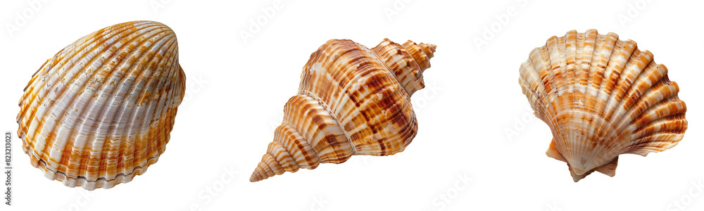 Set of Exotic Beach Seashells on Transparent Background Set of Exotic Beach Seashells on Transparent Background