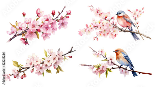 cherry blossom flowers png element set on transparent background © Rawpixel.com