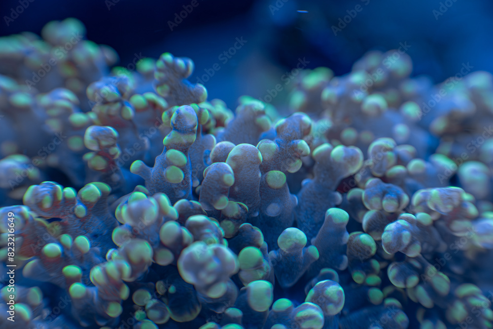 sea coral Euphyllia macro photo, selective focus sea coral Euphyllia macro photo, selective focus