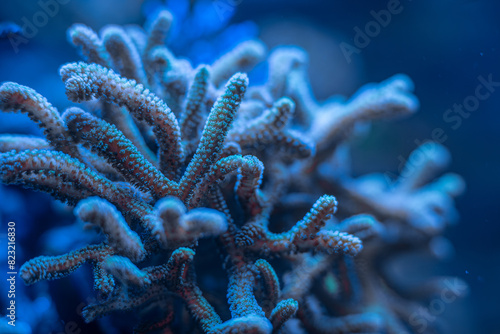 marine SPS coral Seriatiopora, Acropora macro photo, selective focus photo