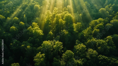 Green forest  sunlight patches  aerial view  seamless integration  ideal for environmental publication cover