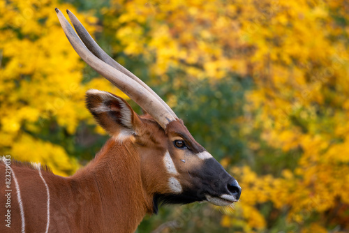 Mountain Bongo - Tragelaphus eurycerus isaaci, portrait of critically endangered beautiful colored antelope  endemic to tropical jungles of Kenya.