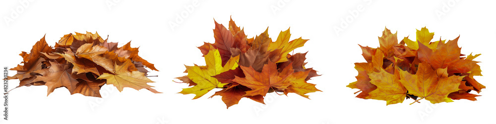 Pile of yellow autumn leaves on transparent background
Pile of yellow autumn leaves on transparent background