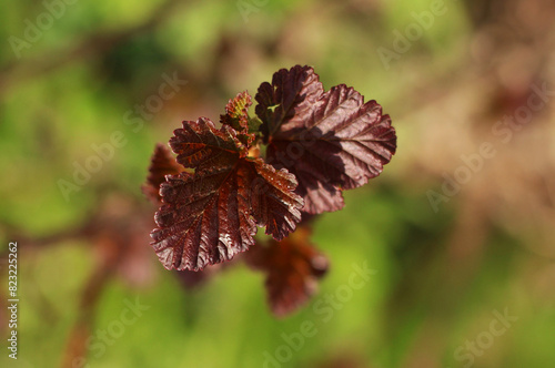 The first openwork leaves of crimson color in spring on a branch in close-up