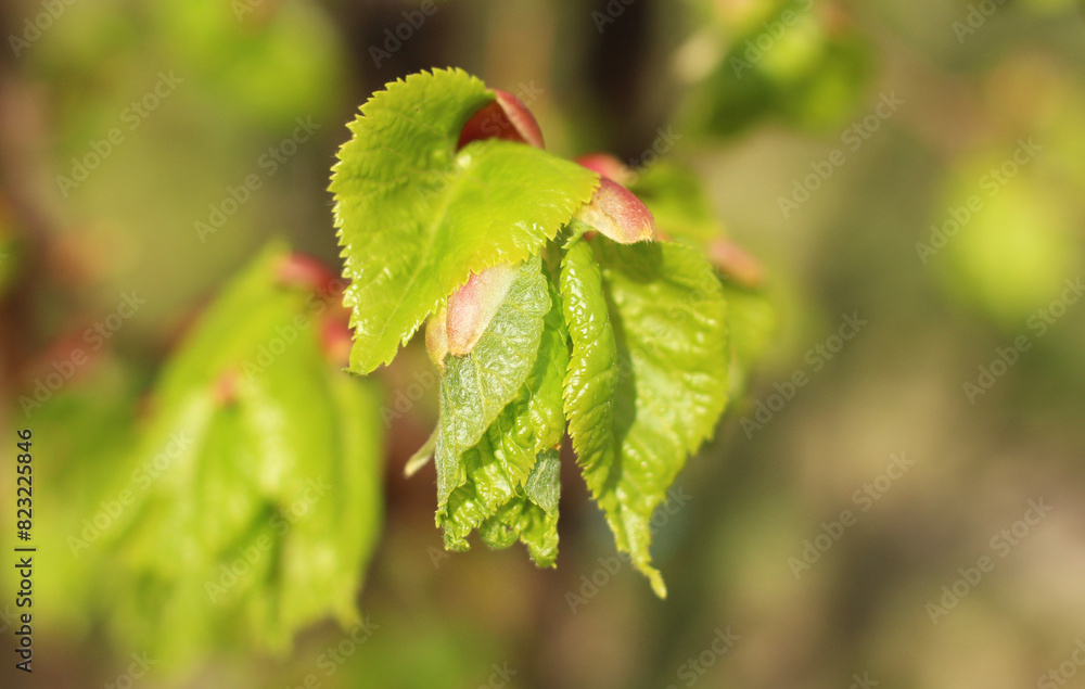 First buds and leaves on a branch in spring close-up First buds and leaves on a branch in spring close-up