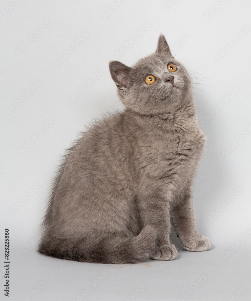 ブリティッシュショートヘアー　子猫