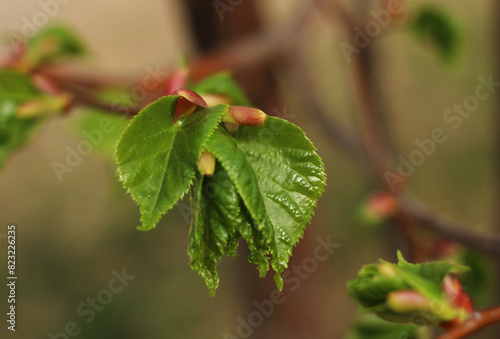 First buds and leaves on a branch in spring close-up