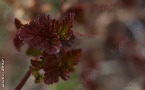 The first openwork leaves of crimson color in spring on a branch in close-up