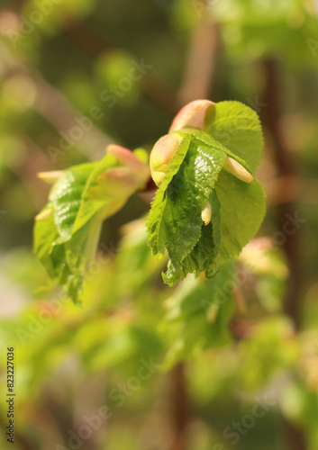 First buds and leaves on a branch in spring close-up