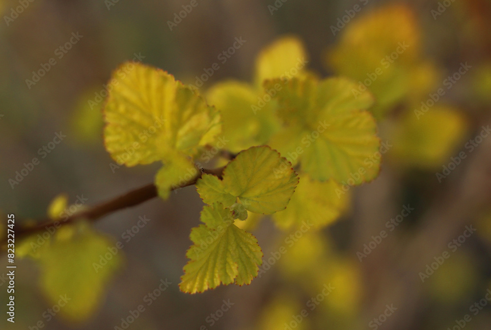 The first yellow leaves in spring on a branch in close-up The first yellow leaves in spring on a branch in close-up