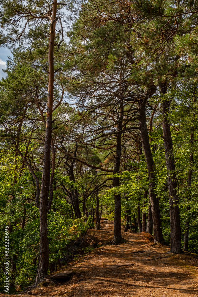 Walking Path though Wood with Pine Trees in Dahn, Rhineland-Palatinate, Germany, Europe
