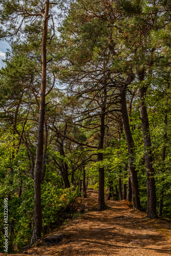 Fotografie Walking Path though Wood with Pine Trees in Dahn, Rhineland-Palatinate, Germany,