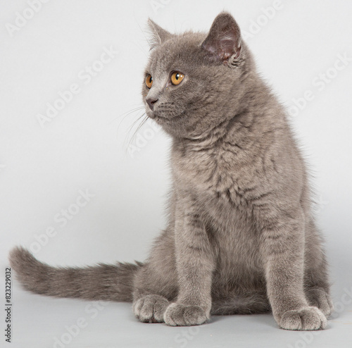 ブリティッシュショートヘアー　子猫