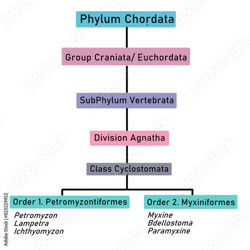 Classification of Class Cyclostomata (Flowchart) photo