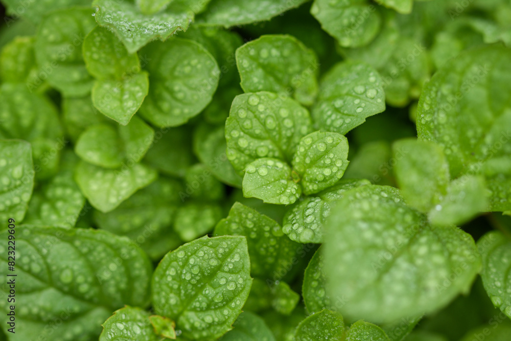 mint leaves mint leaves
