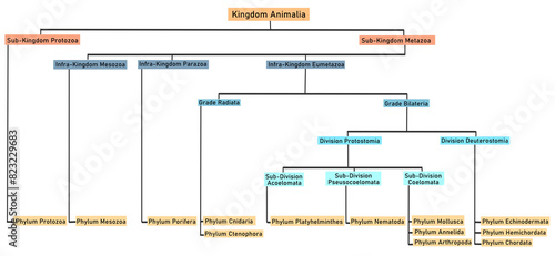 Animal Kingdom Classification 