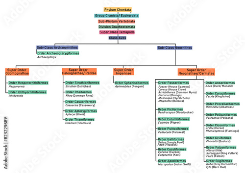 Class Aves Classification