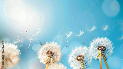 Airy dandelions glow in the sun on background blue sky