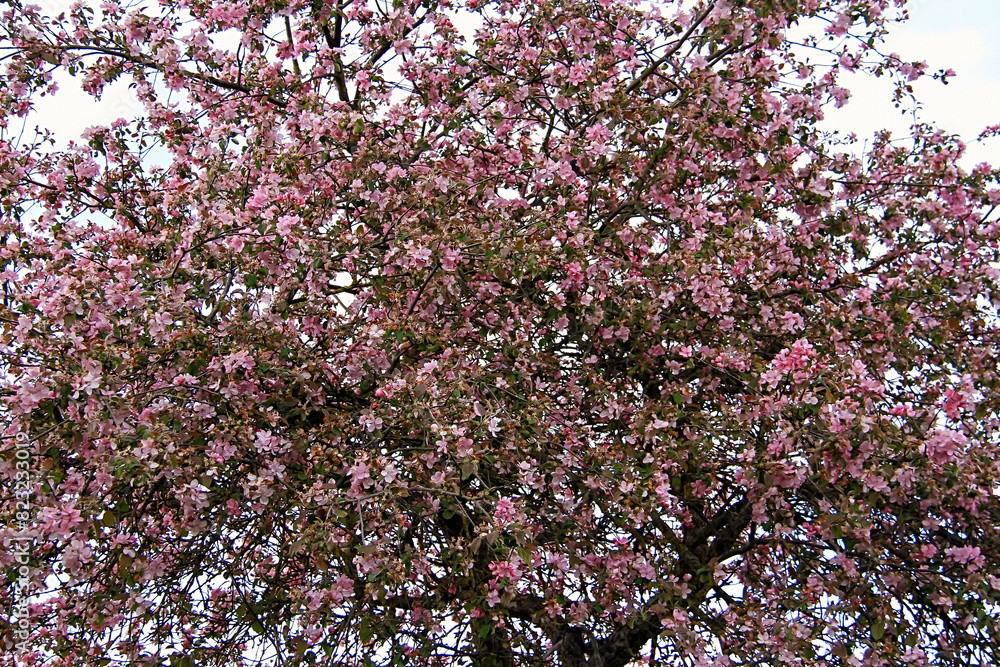 Blossoming tree full of vibrant flowers Blossoming tree full of vibrant flowers
