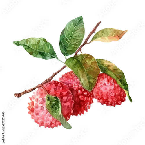 Lychee fruit with watercolor leaves isolated on white background.