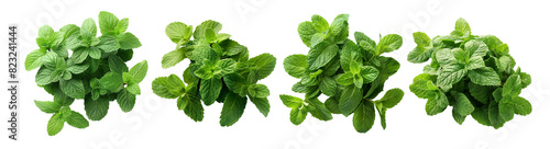 Four fresh peppermint bunches isolated on a transparent background, ideal for culinary, health, and mojito-related themes for World Health Day and culinary blogs