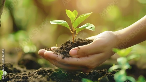 New seedling tree sprout is growth in soil holding hands, reforestation theme concept.