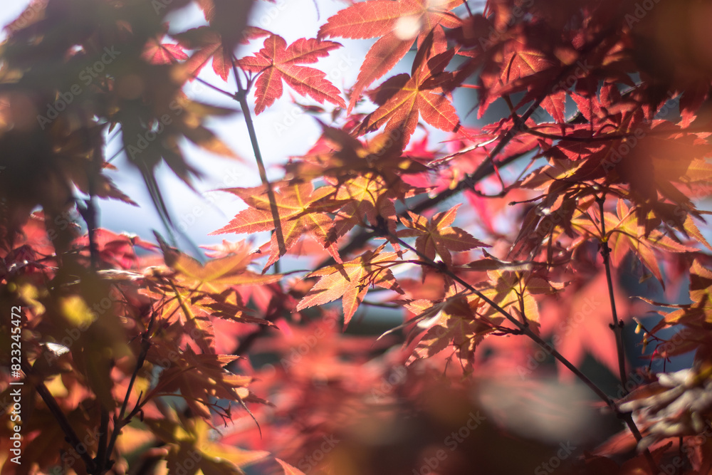 red autumn leaves red autumn leaves